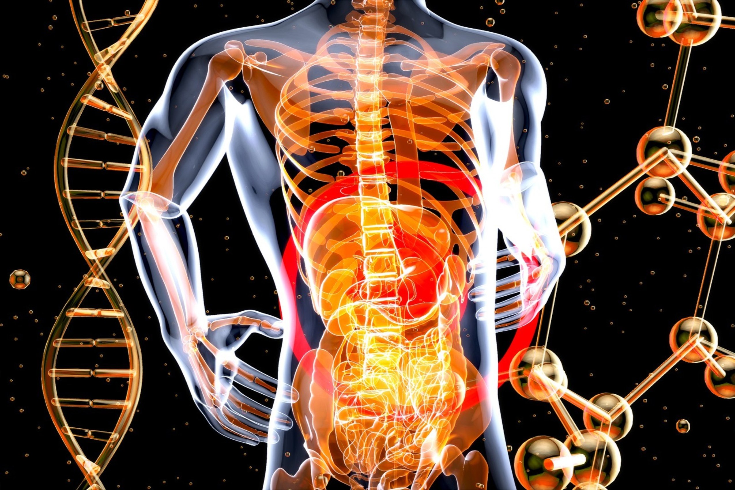 Egy új AI-rendszer forradalmasíthatja a szervdonorok kiválasztását